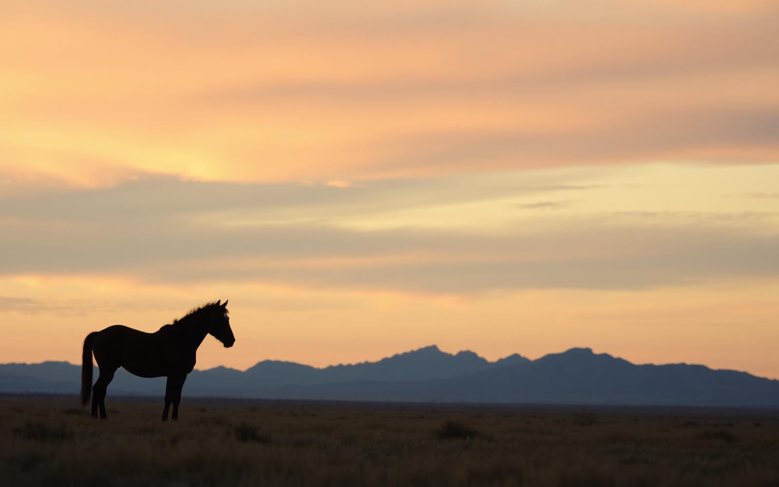 Lone horse silhouetted against a Western dawn